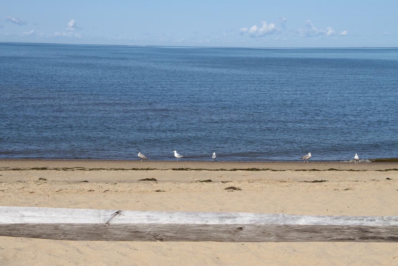 495 Aspinet Road Eastham, MA 02642 - Photo 47 of 47 a view of a beach