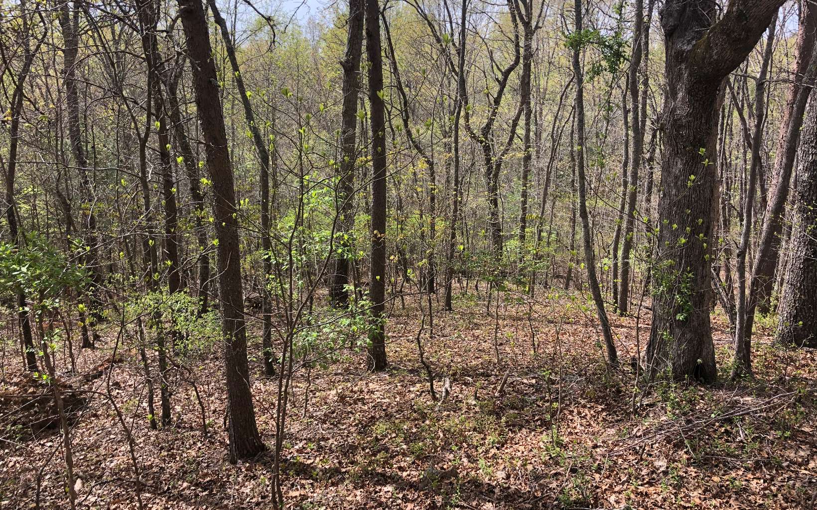 66 Forestry Road Blairsville, GA 30512 - Photo 1 of 1 Main View