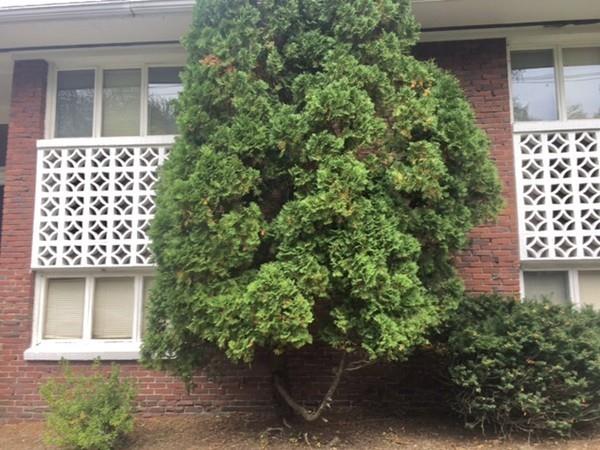 376 Dudley Road Newton, MA 02459 - Photo 3 of 35