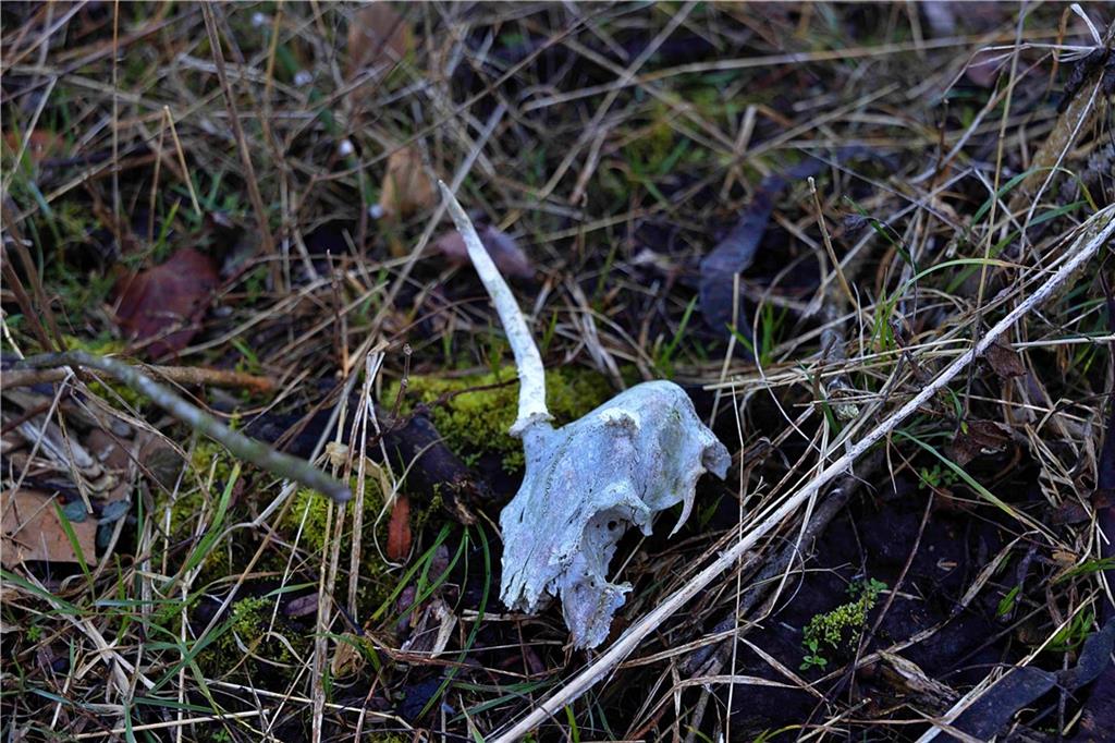 State Route Rushville, MO 64484 - Photo 40 of 54