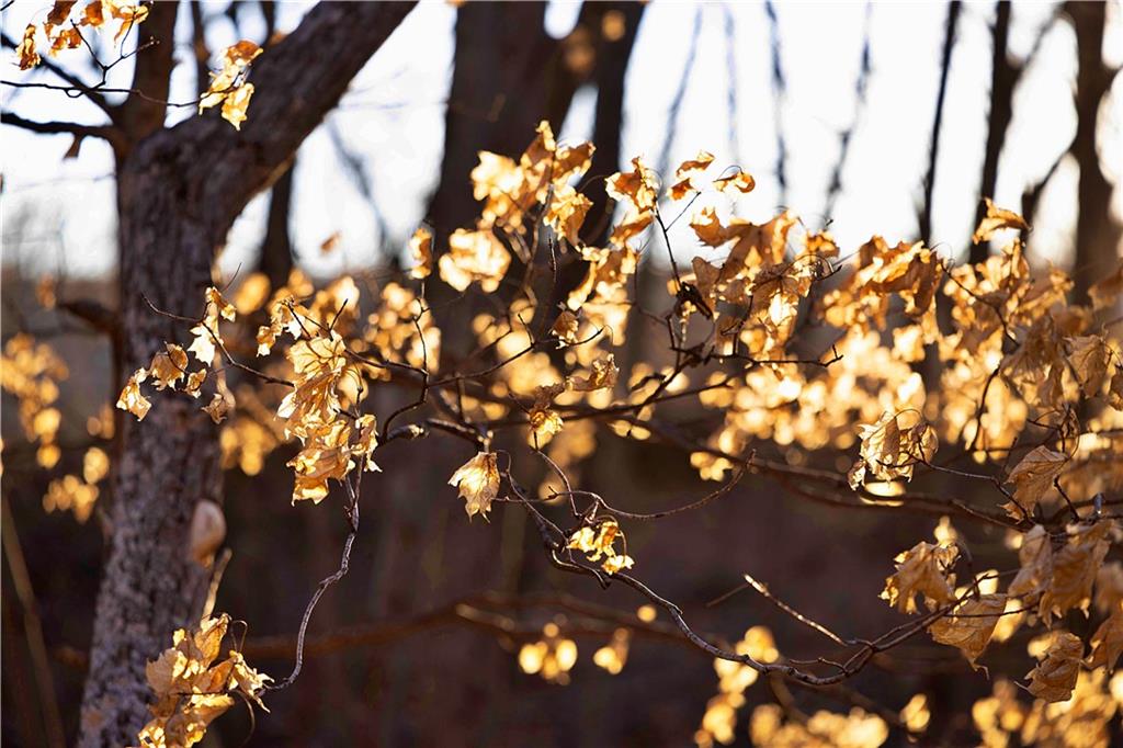 State Route Rushville, MO 64484 - Photo 42 of 54