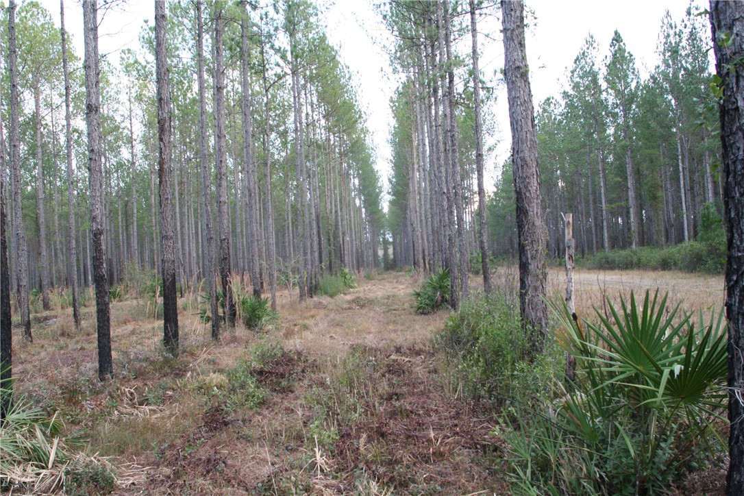 0 Sawtooth Ridge Callahan, FL 32011 - Photo 14 of 19 Gallery Image 14