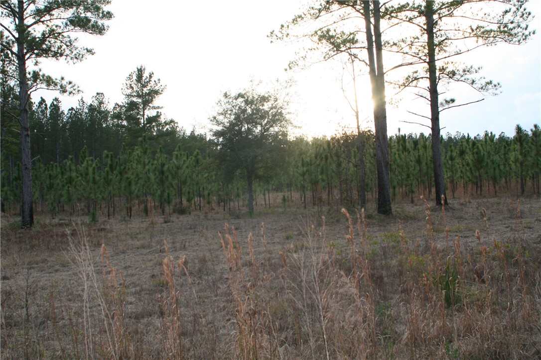 0 Sawtooth Ridge Callahan, FL 32011 - Photo 17 of 19 Gallery Image 17