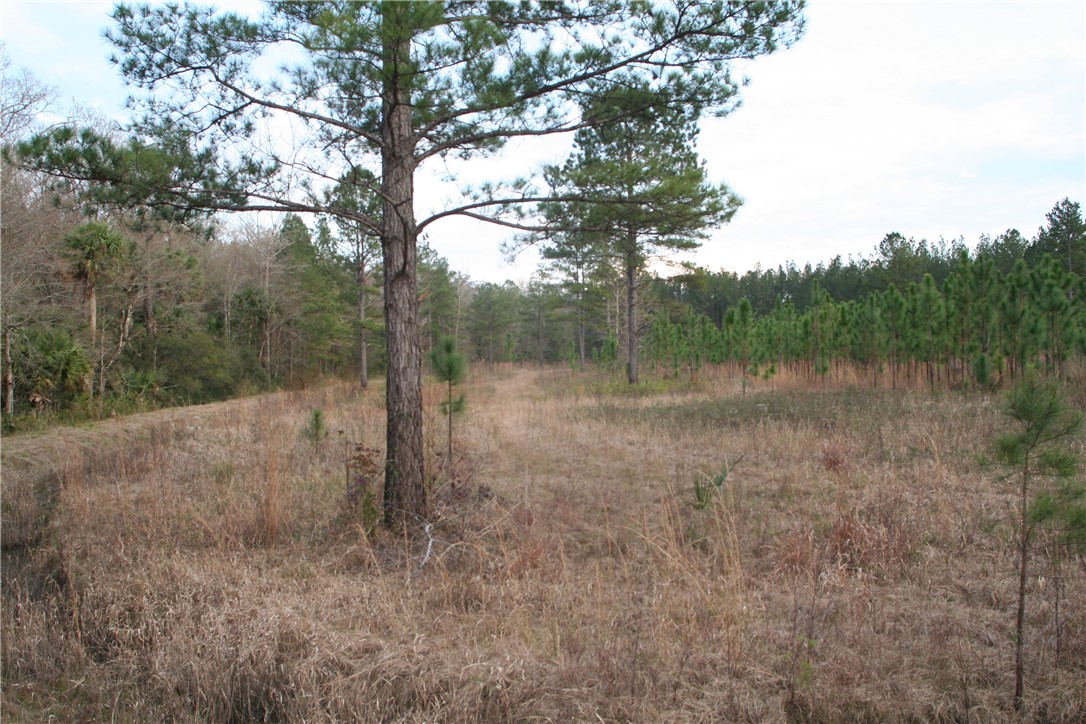 0 Sawtooth Ridge Callahan, FL 32011 - Photo 10 of 19 Gallery Image 10