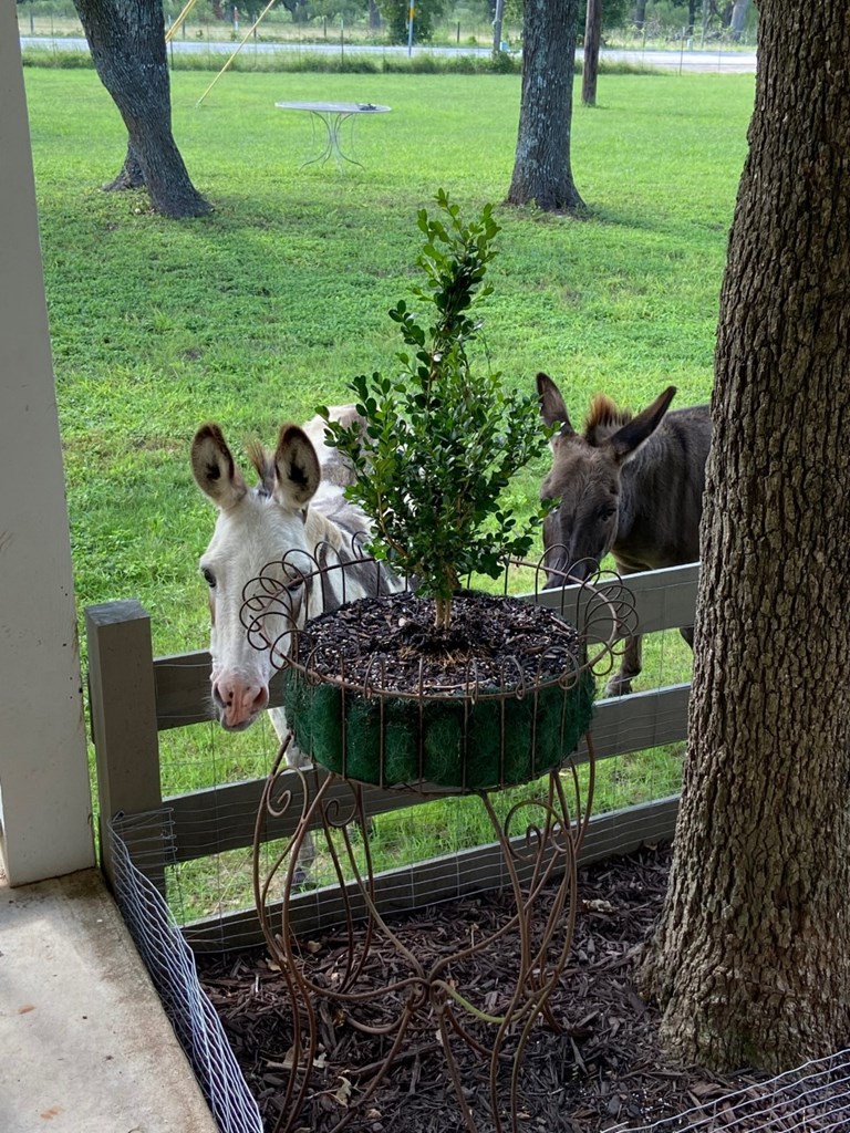 38 Parker Ranch Road Fredericksburg, TX 78624 - Photo 12 of 12 Neighbors