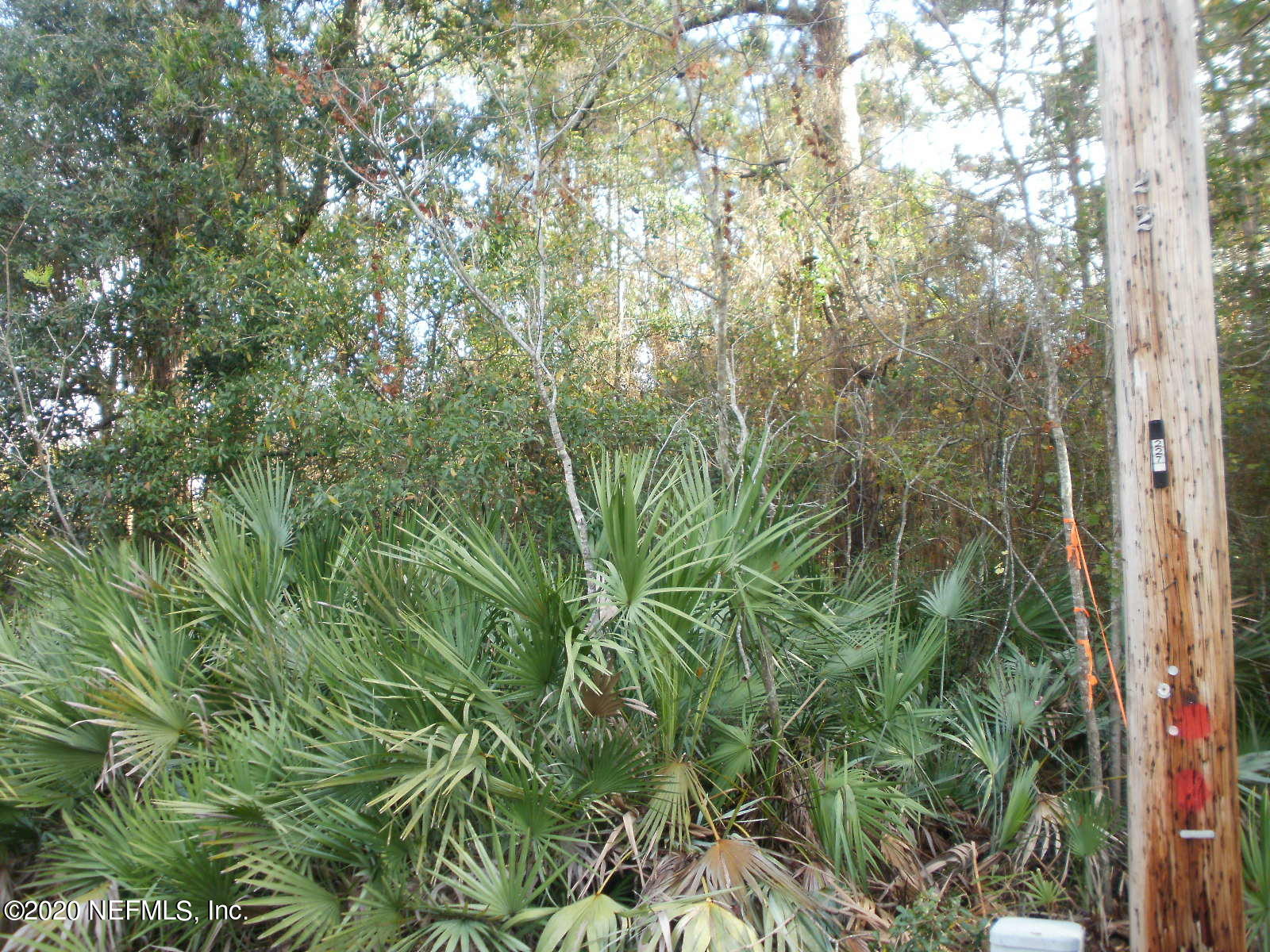 2259 Cortez Road Jacksonville, FL 32246 - Photo 5 of 8 a view of a plant in a garden