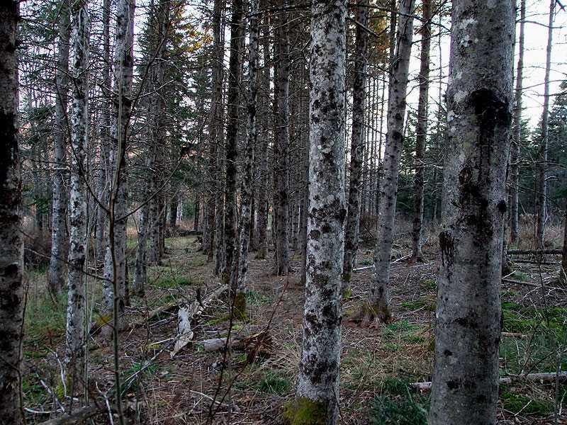 Lot 2 Brown Road Oakfield, ME 04763 - Photo 7 of 31 Land.