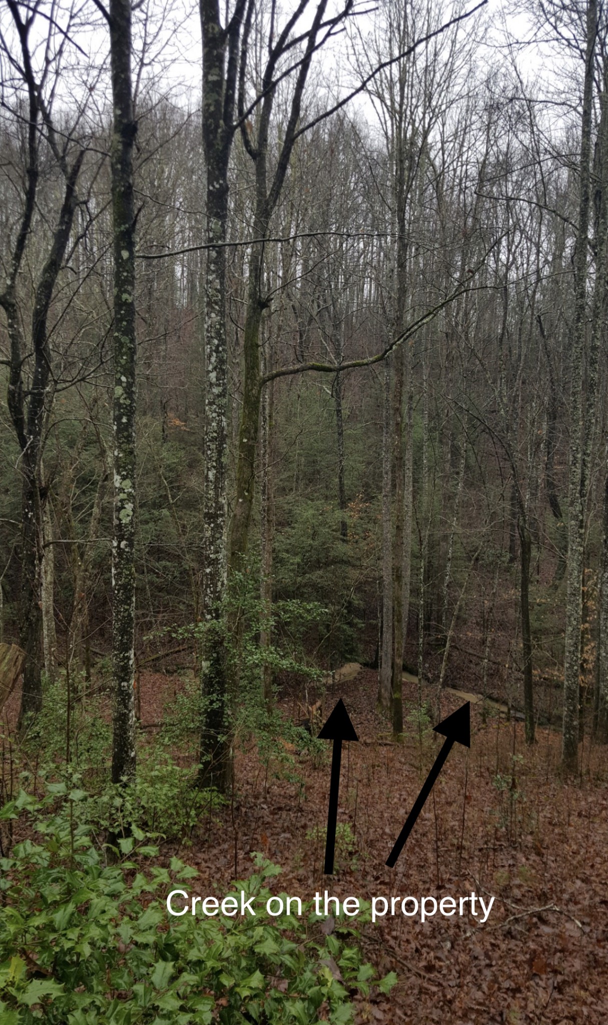 361 Bear Hollow Road Oneida, TN 37841 - Photo 7 of 9
