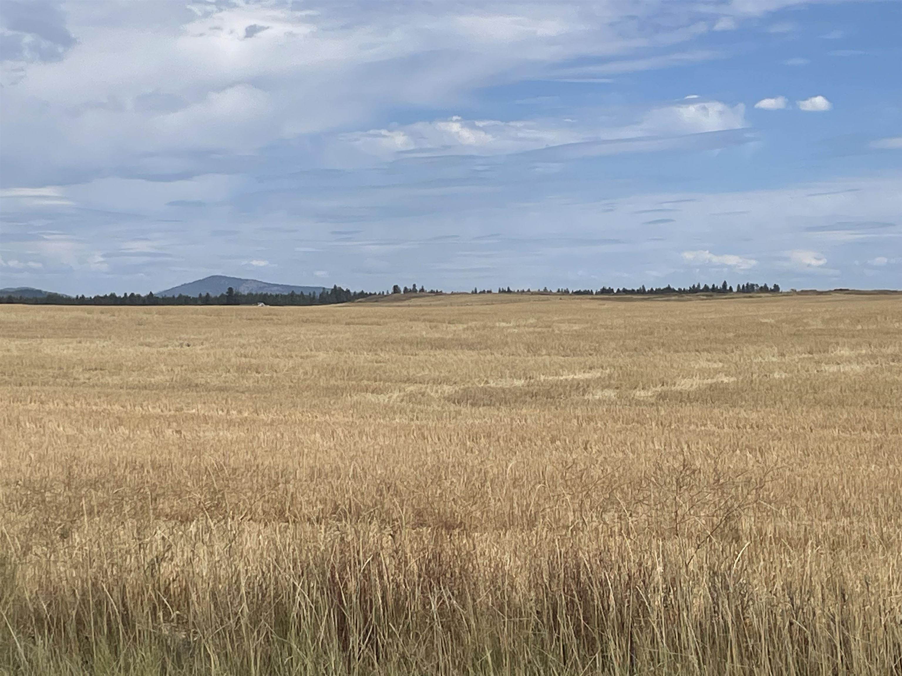 35251 Crescent N Road, Unit PARCEL 5 Reardan, WA 99029 - Photo 12 of 15