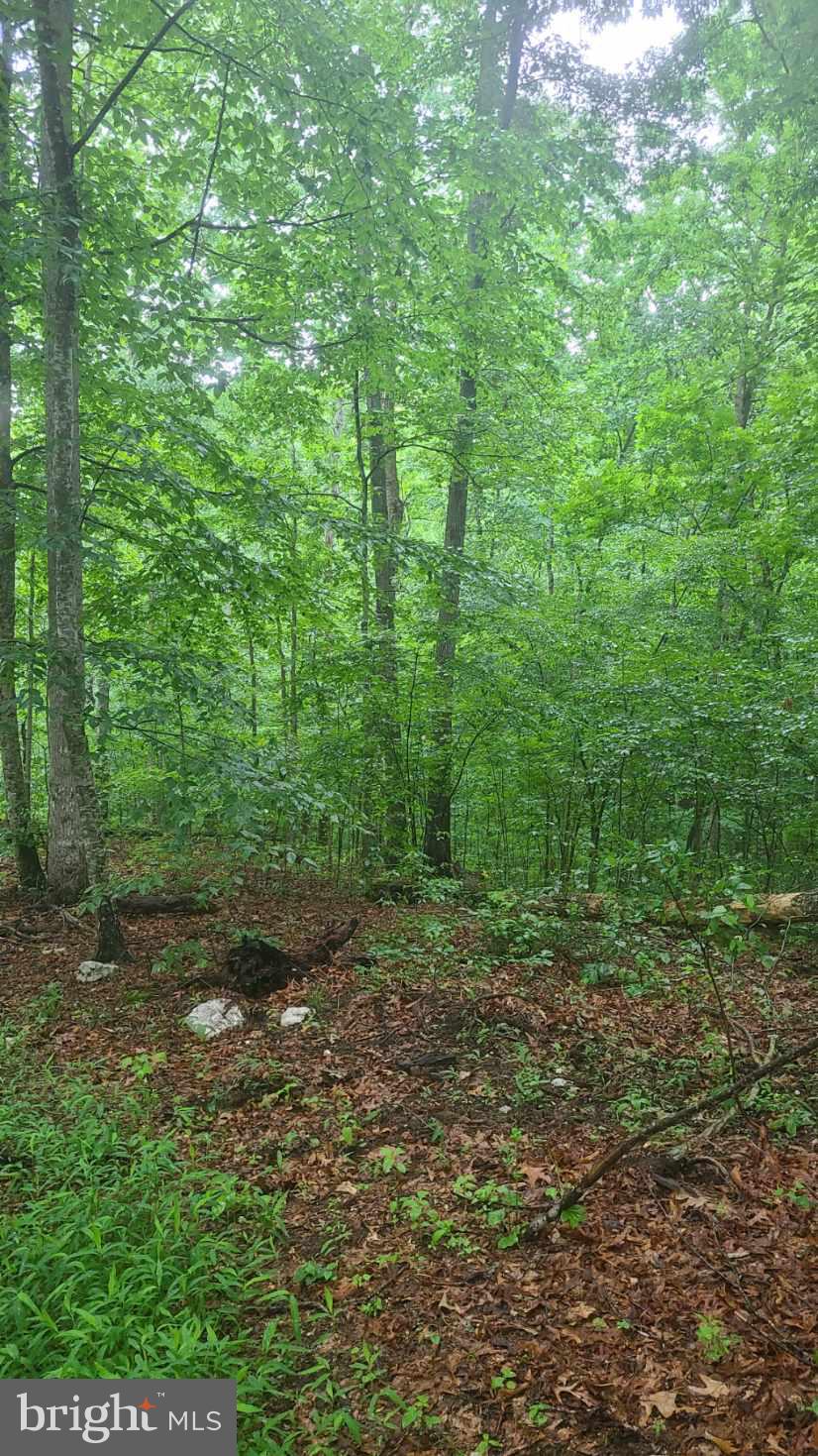 Hazel River Rixeyville, VA 22737 - Photo 11 of 41