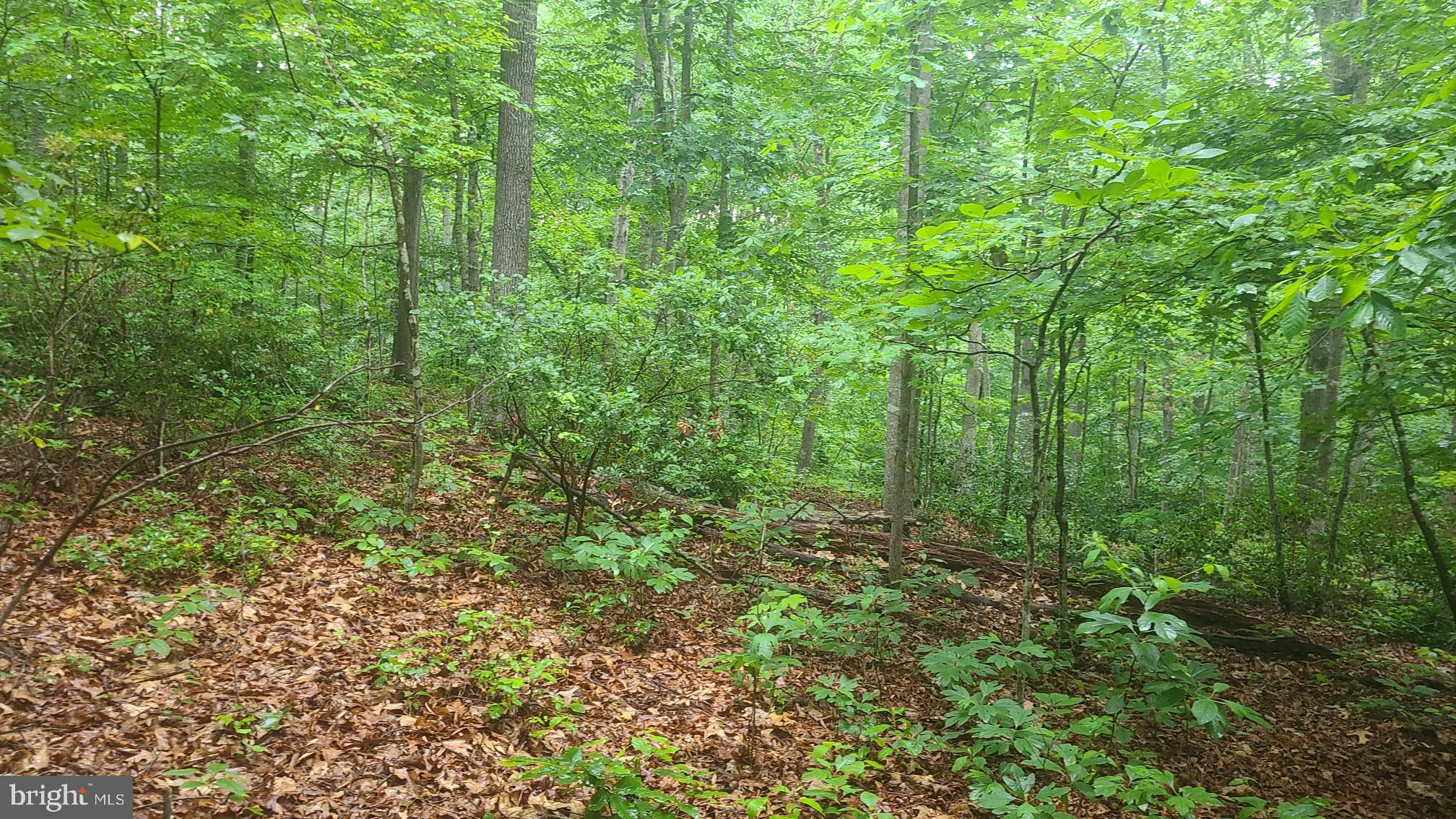 Hazel River Rixeyville, VA 22737 - Photo 9 of 41