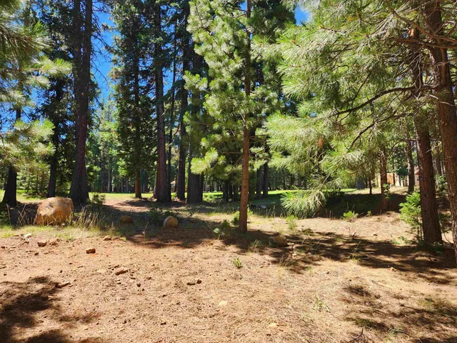 a view of a yard with a tree