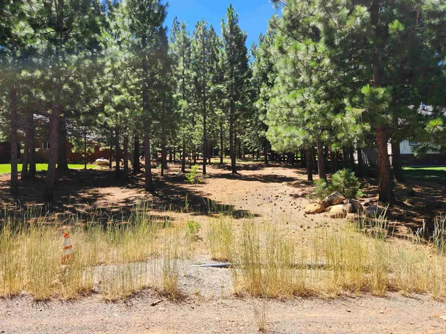a view of yard along with trees