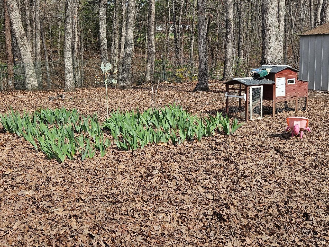 413 Plum Branch Road Lynchburg, VA 24504 - Photo 19 of 22 a backyard of a house with lots of green space