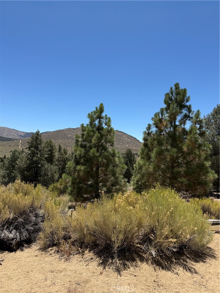 97940 Deodar Road Kennedy Meadows, CA 93527 - Photo 16 of 21 a view of a yard with a tree