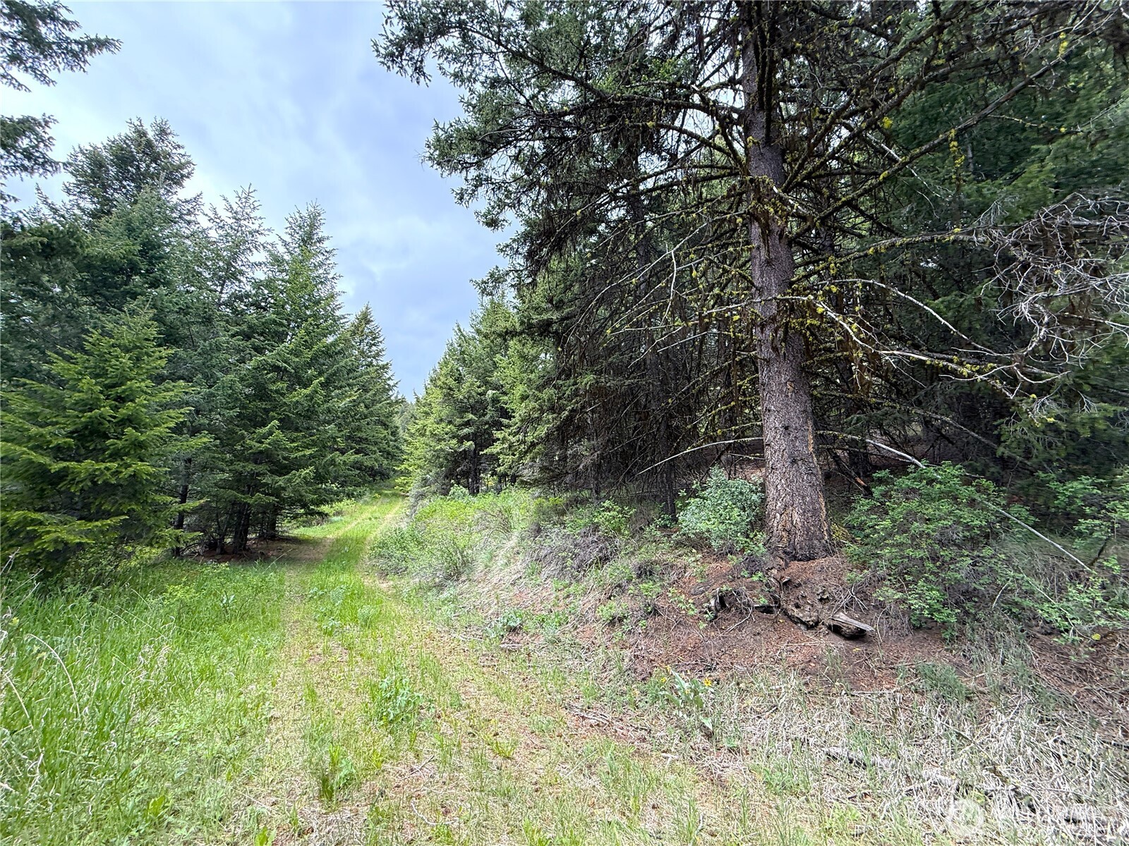 0 Pontiac Ridge Road Oroville, WA 98844 - Photo 6 of 21