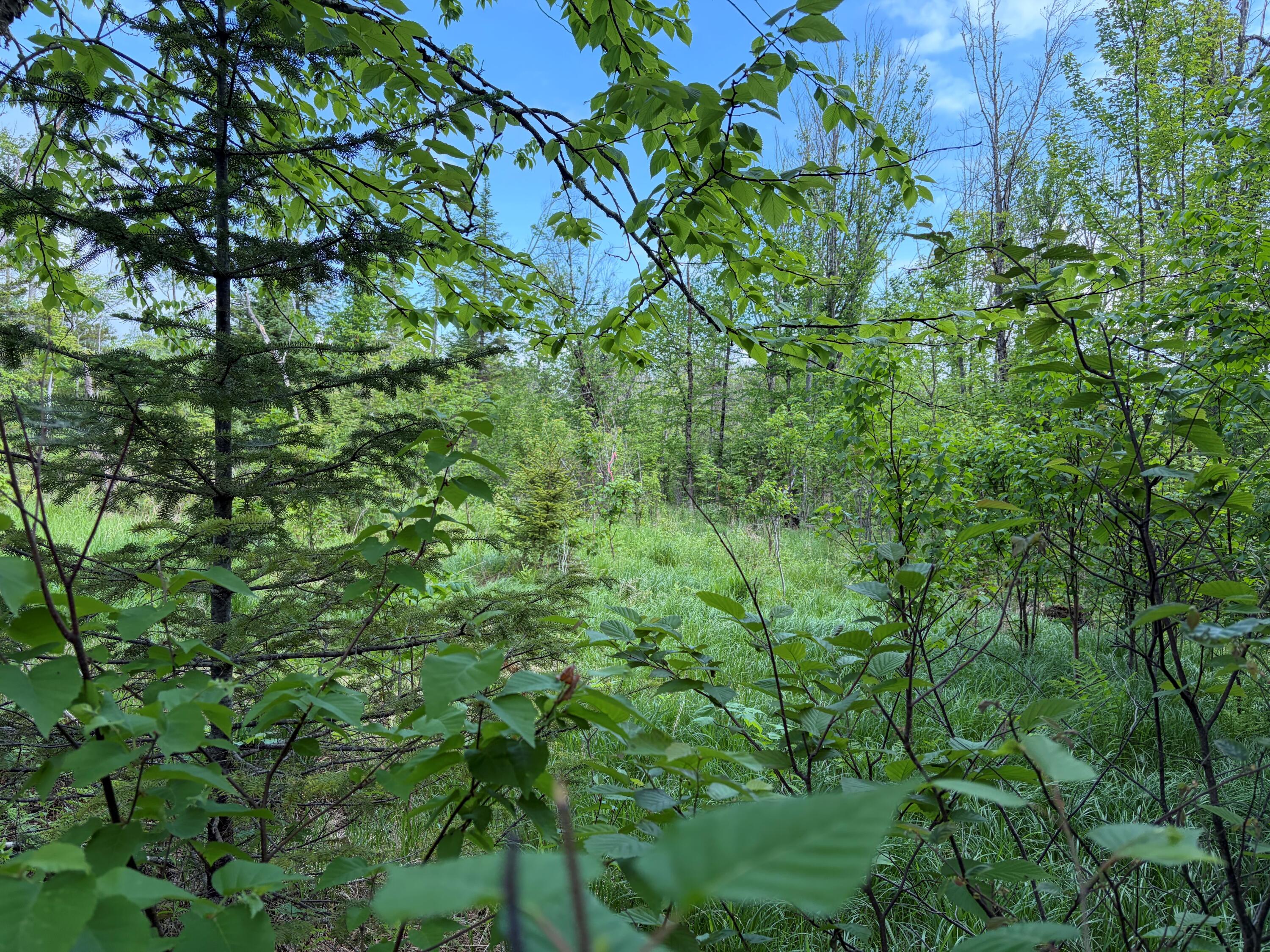 339 Long Pond Road Jackman, ME 04945 - Photo 25 of 30
