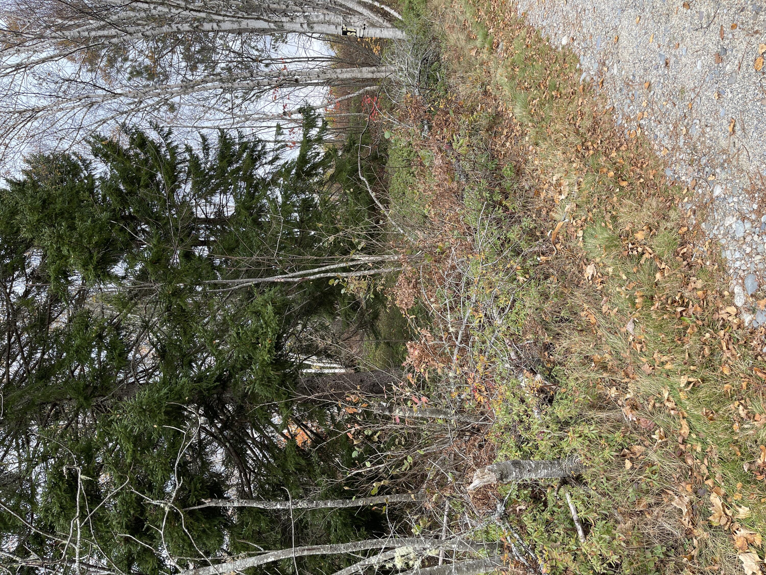 Lot 62 Englishman Bay Road Jonesport, ME 04649 - Photo 4 of 7 Land