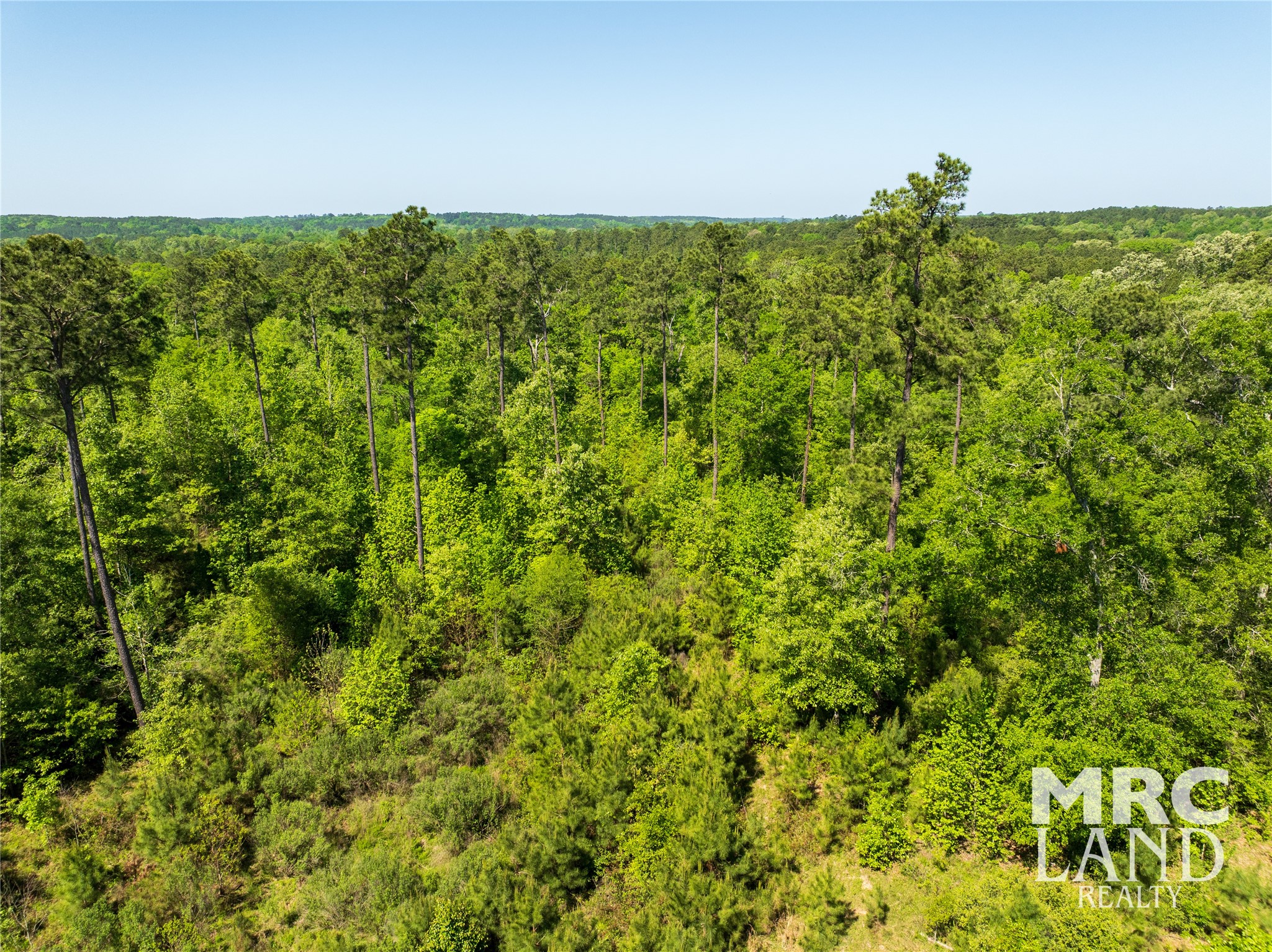 0 Linn Flat Road Garrison, TX 75946 - Photo 23 of 27 a view of a big yard with plants and large trees