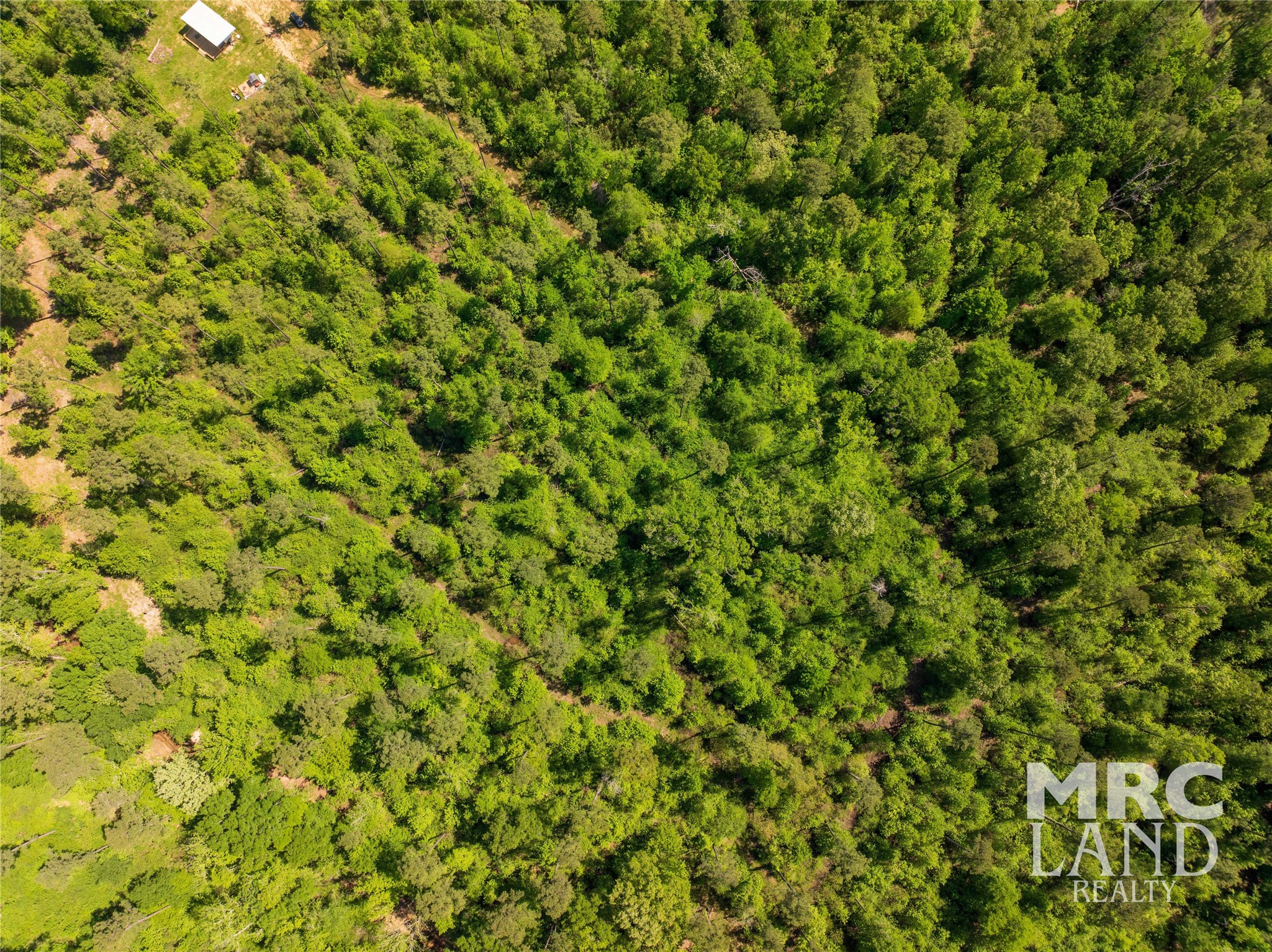 0 Linn Flat Road Garrison, TX 75946 - Photo 25 of 27 a view of a large tree