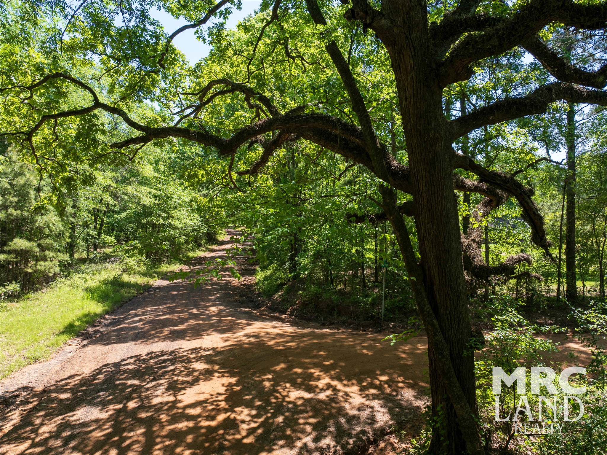 0 Linn Flat Road Garrison, TX 75946 - Photo 26 of 27 a view of a tree with a yard