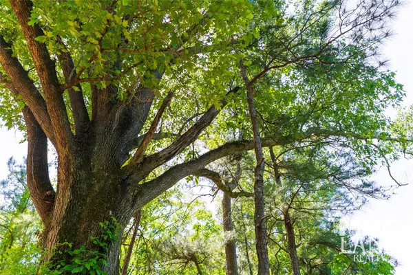 a view of tree