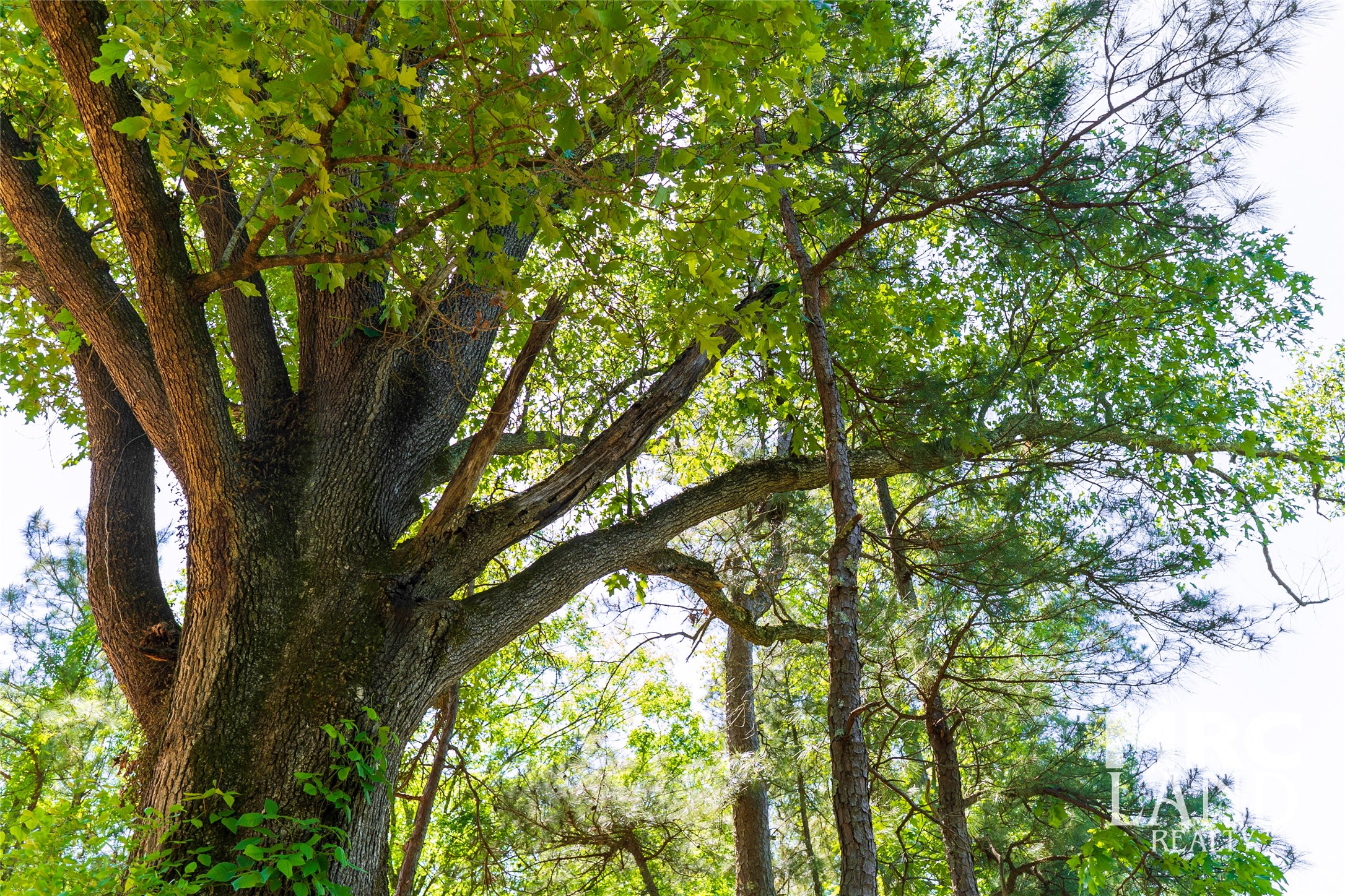 0 Linn Flat Road Garrison, TX 75946 - Photo 5 of 27 a picture of tree