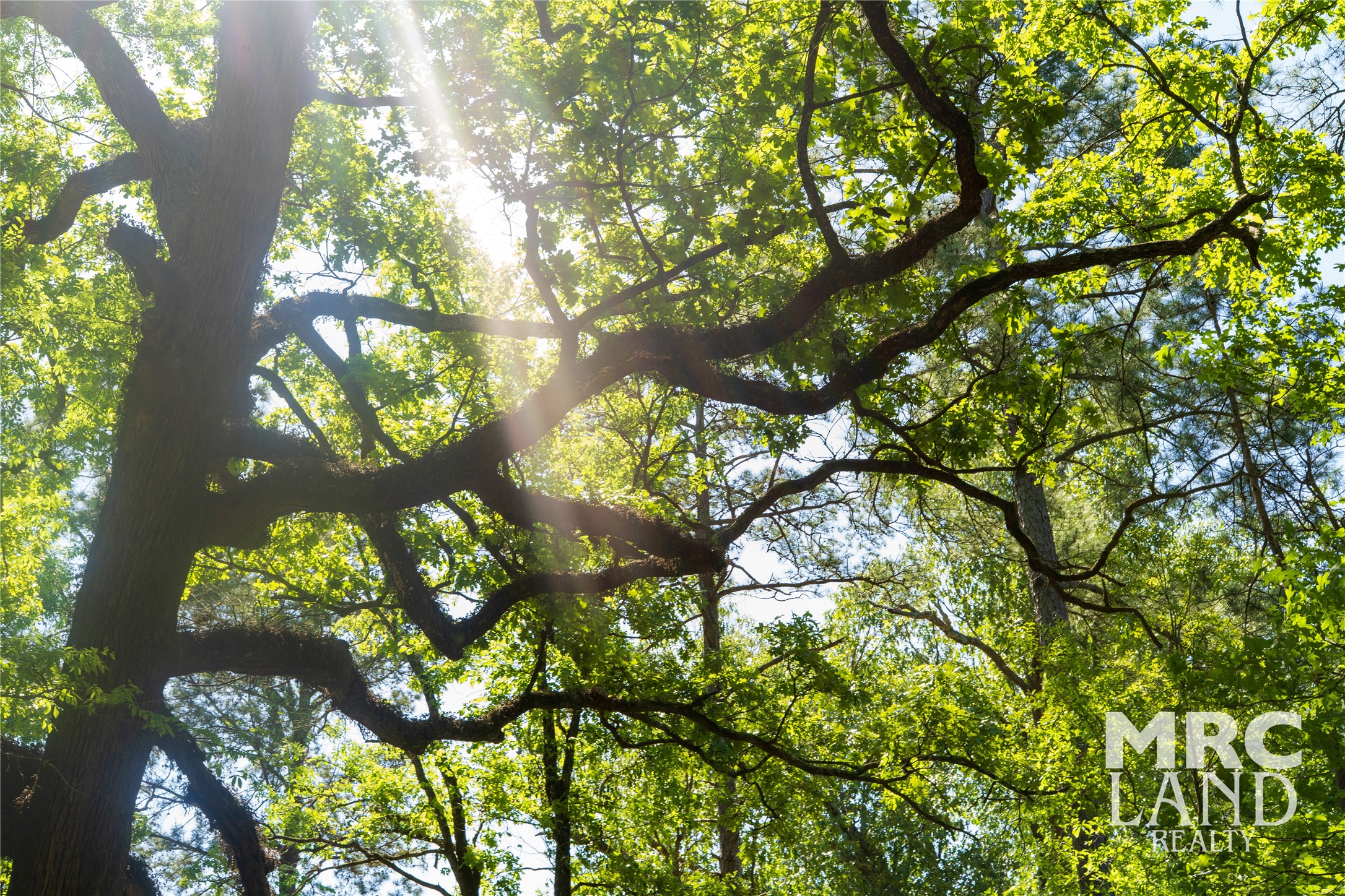 0 Linn Flat Road Garrison, TX 75946 - Photo 6 of 27 a view of tree