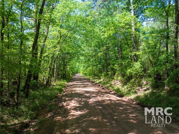 a view of a forest with trees
