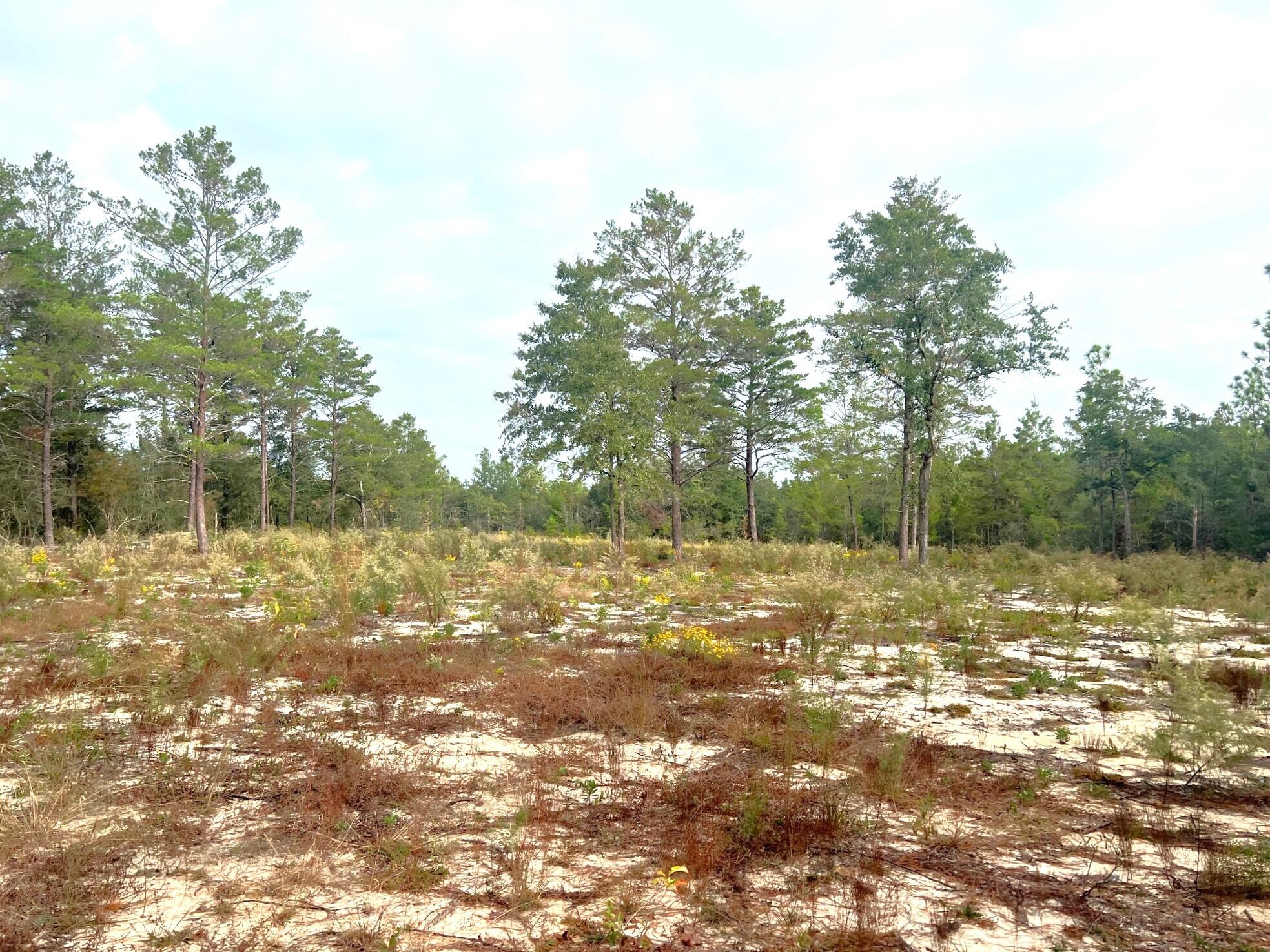 1-ac Round Table Road DeFuniak Springs, FL 32433 - Photo 3 of 7 IMG_3859