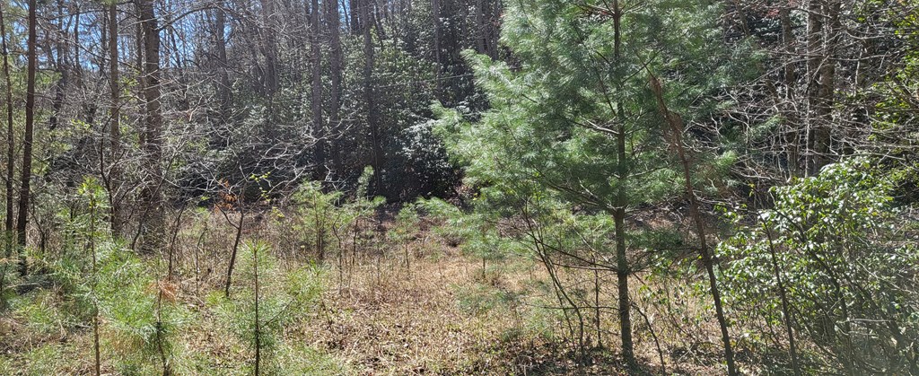 2 Mull Road Morganton, GA 30560 - Photo 29 of 34 Gallery Image 29