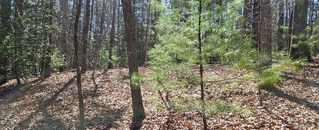 2 Mull Road Morganton, GA 30560 - Photo 6 of 34 Gallery Image 6