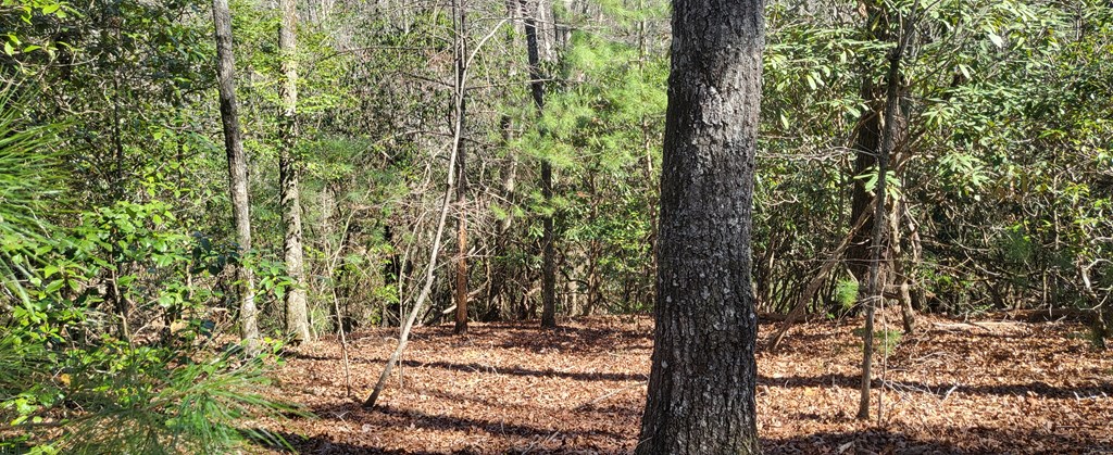 2 Mull Road Morganton, GA 30560 - Photo 8 of 34 Gallery Image 8