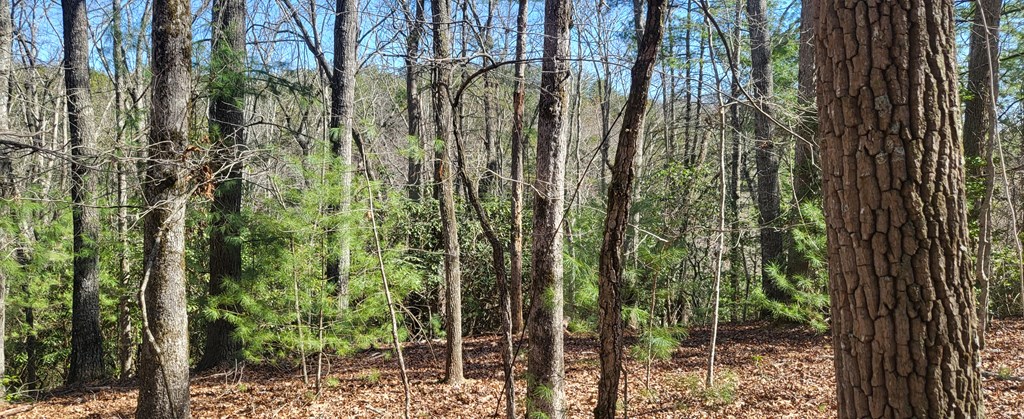 2 Mull Road Morganton, GA 30560 - Photo 10 of 34 Gallery Image 10
