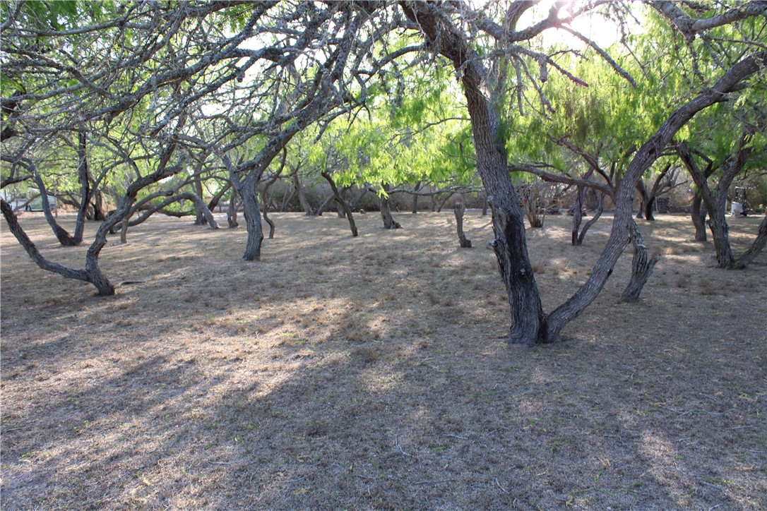531 South County Road 1140 Riviera, TX 78379 - Photo 13 of 15 Lots of Mesquite trees!