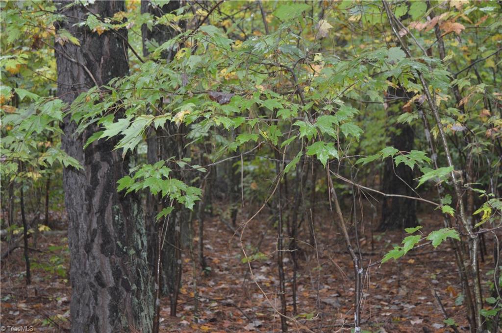 0 West Dalton Road King, NC 27021 - Photo 11 of 24 Gallery Image 11