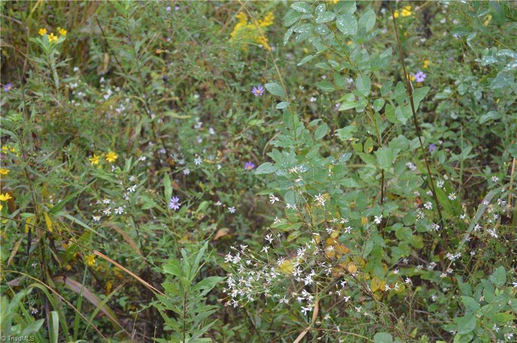 0 West Dalton Road King, NC 27021 - Photo 15 of 24 Gallery Image 15