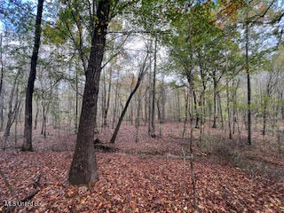 Perry Chapel Road Ashland, MS 38603 - Photo 16 of 22 unnamed (11)