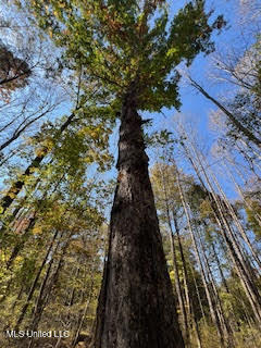 Perry Chapel Road Ashland, MS 38603 - Photo 2 of 22 HEAVY MATURE TIMBER