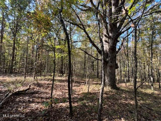 Perry Chapel Road Ashland, MS 38603 - Photo 8 of 22 unnamed (19)