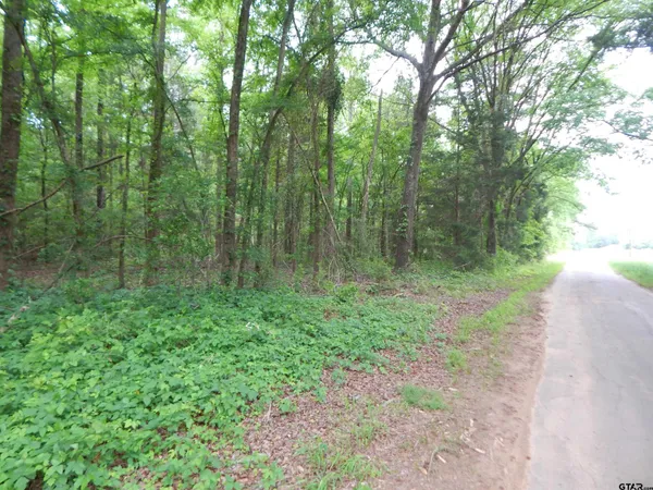 a view of a lush green forest