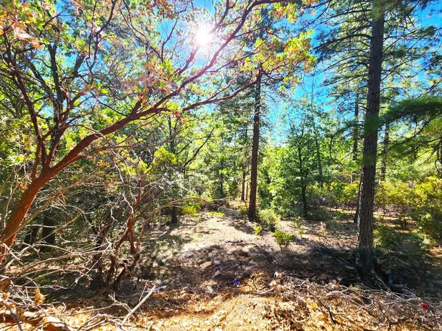 a view of a patio with table and chairs potted plants and a large tree