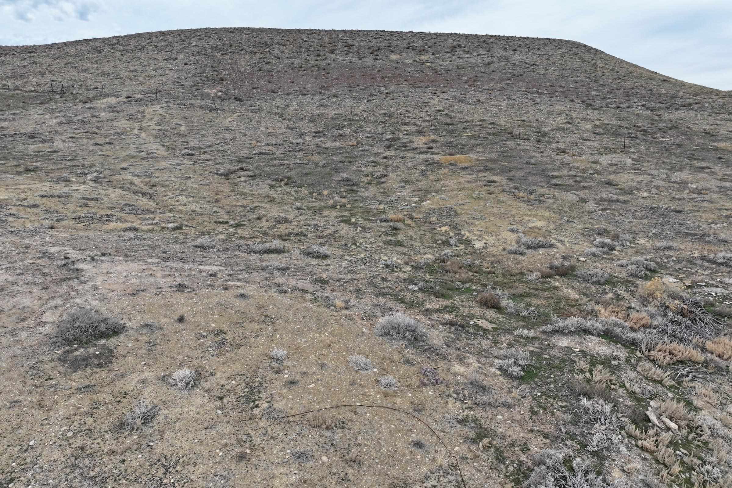 104 Dry Creek Road Grand Junction, CO 81503 - Photo 9 of 13 a close up of a field