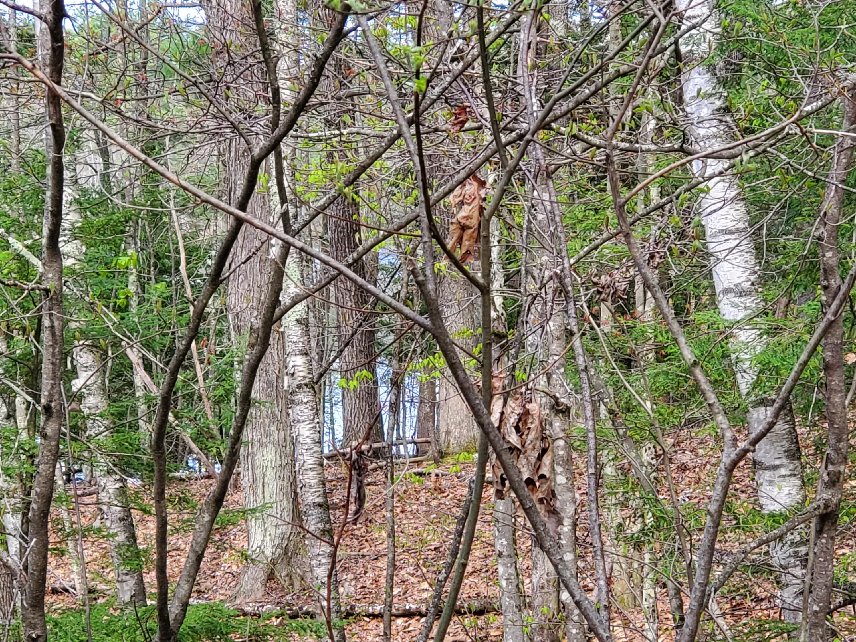 Tbd Ridgeway Circle North Waterboro, ME 04061 - Photo 6 of 10 20210508_090715