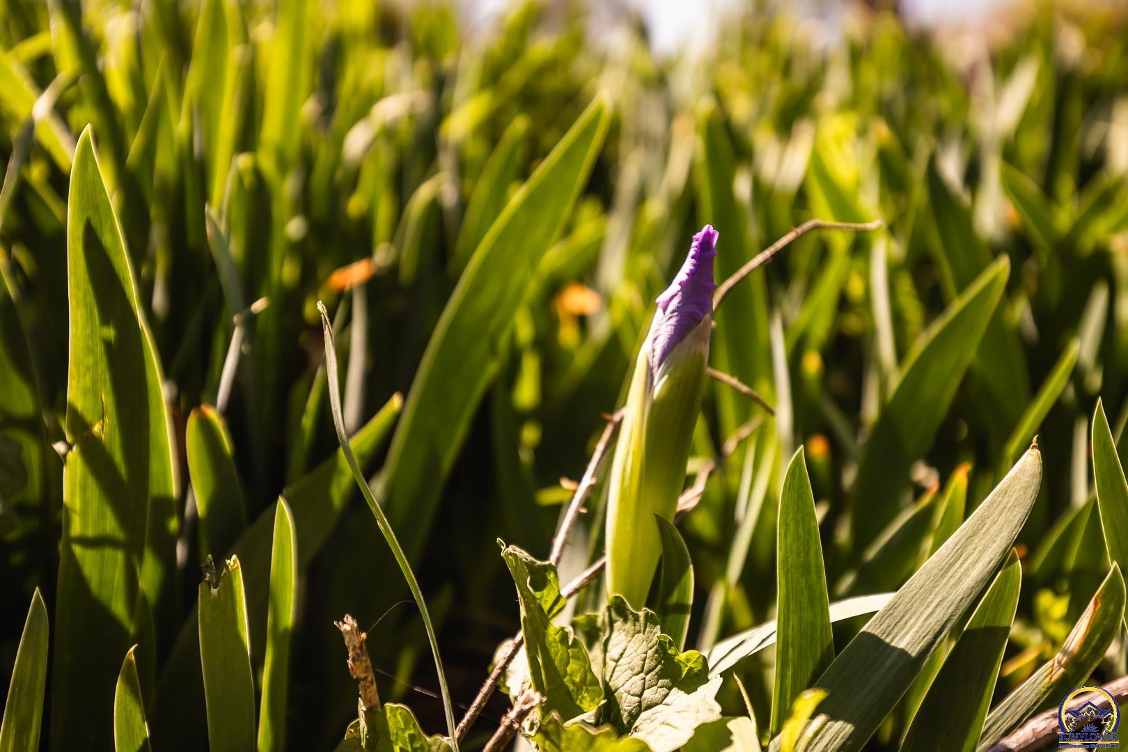 6530 Northwest Rossville Road Rossville, KS 66533 - Photo 69 of 88
