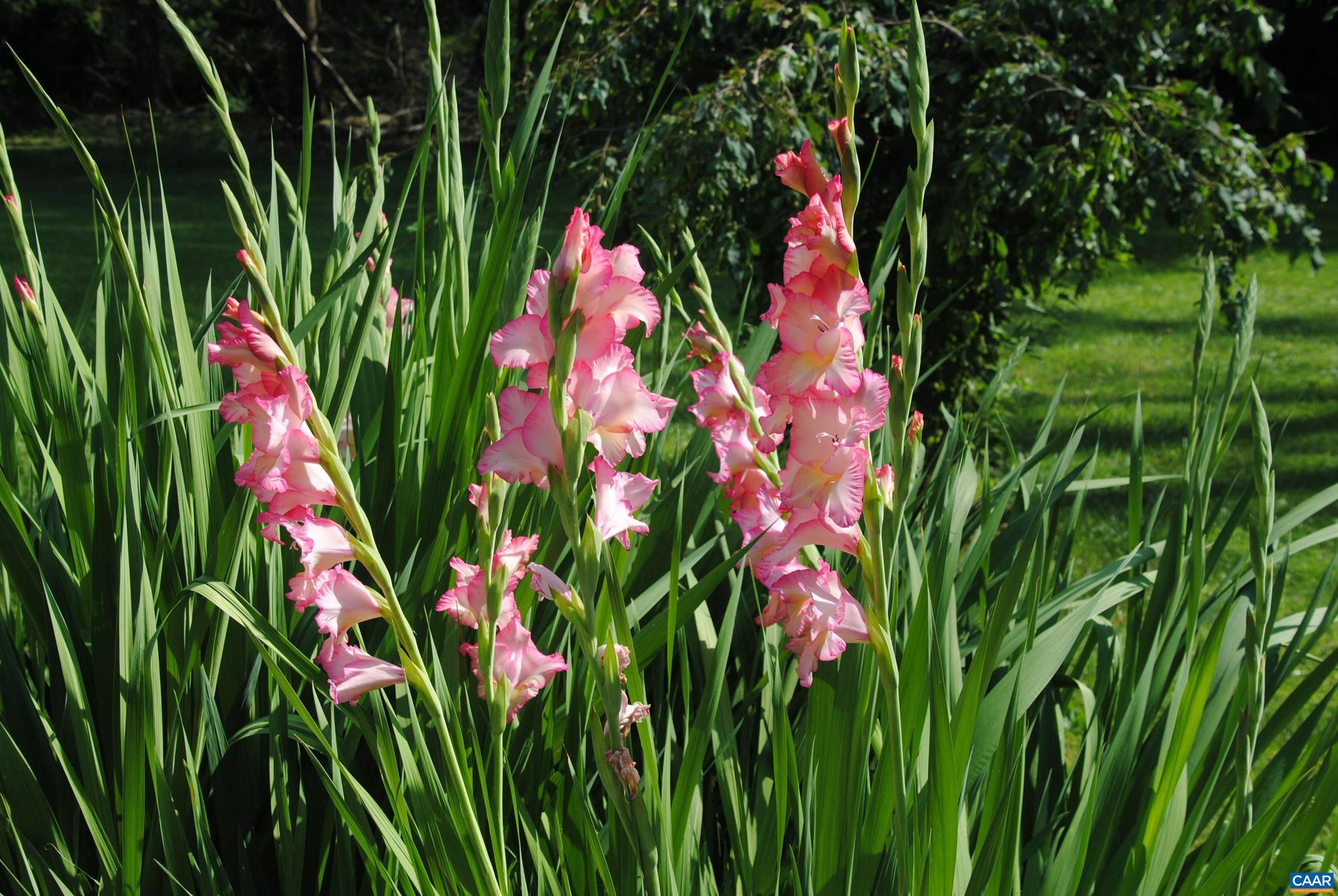 13147 Tower Road Unionville, VA 22567 - Photo 32 of 43