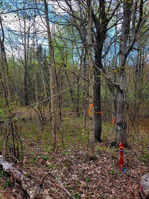 Lot 88 Porter Nadeau Road Eustis, ME 04936 - Photo 5 of 26 346110070_568502925352456_83130103438821
