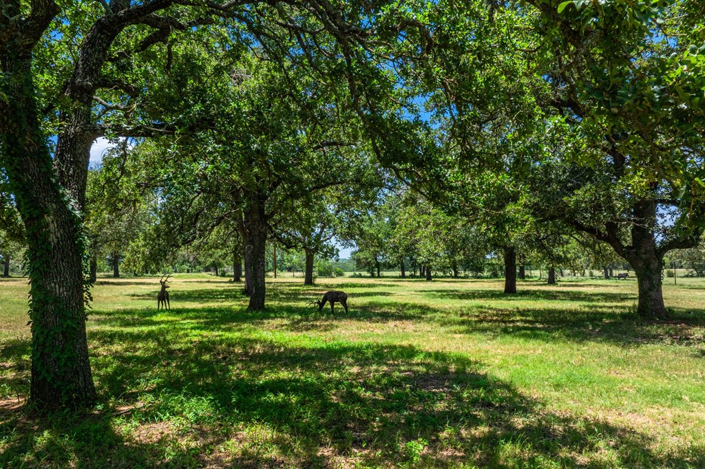 772 Luckenbach Road Fredericksburg, TX 78624 - Photo 81 of 87 a big yard with lots of green space and trees in the background