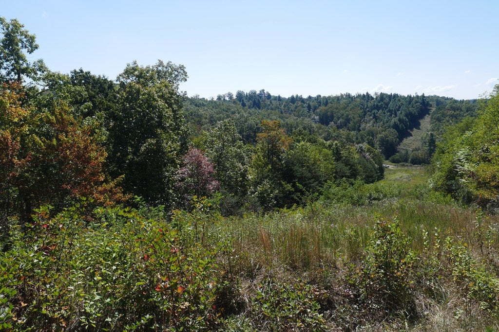 Tbd Hall Hollow Road, Unit 1 Austinville, VA 24312 - Photo 7 of 76 Gallery Image 7