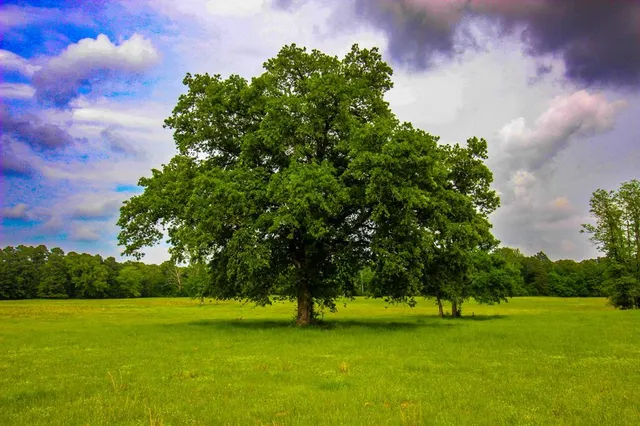 $2,150,000 | 0 East Fm 1794, Beckville, TX 75631